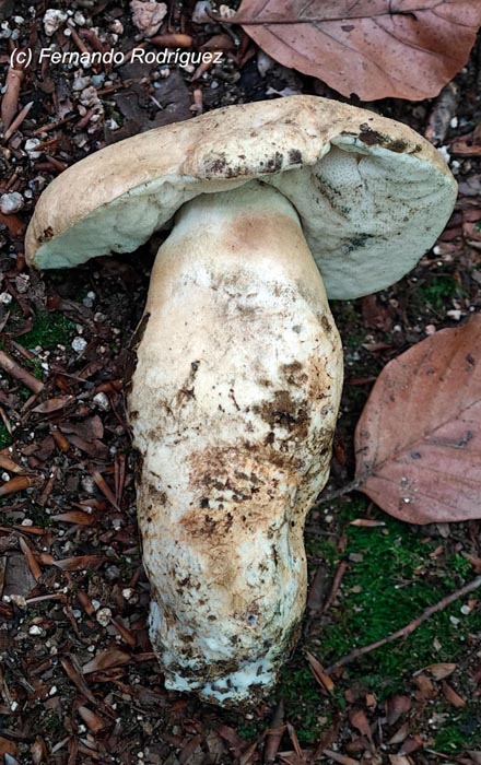 Gyroporus cyanescens