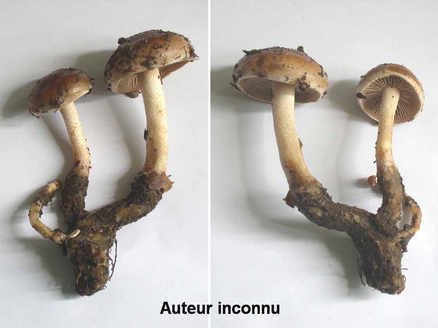 Hebeloma birrus