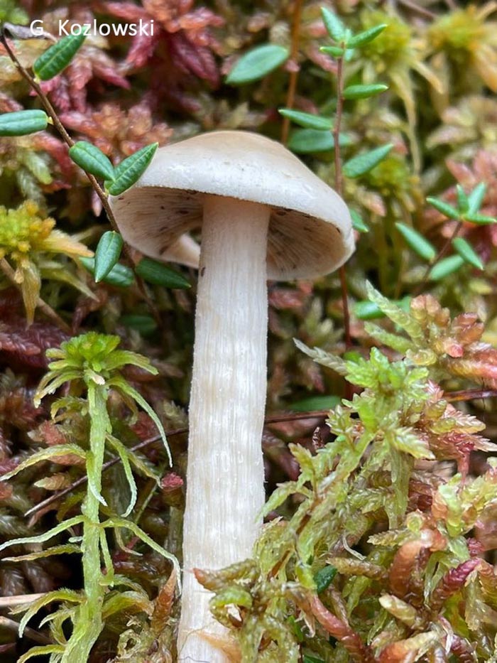 Hebeloma incarnatulum