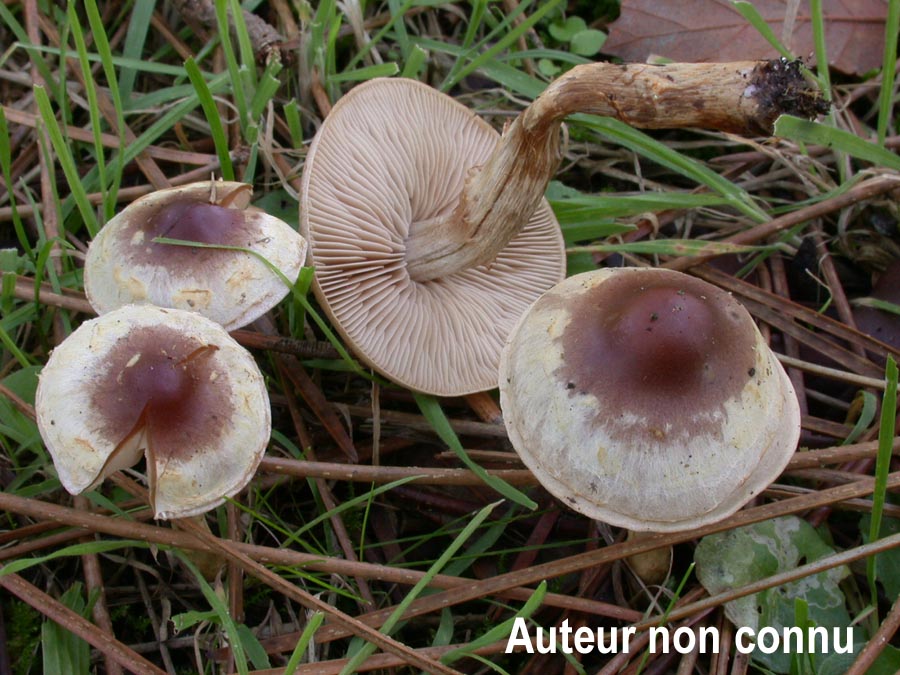 Hebeloma mesophaeum