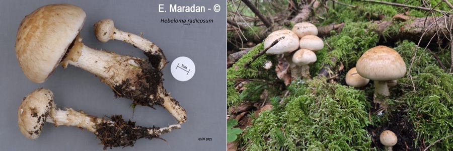 Hebeloma radicosum