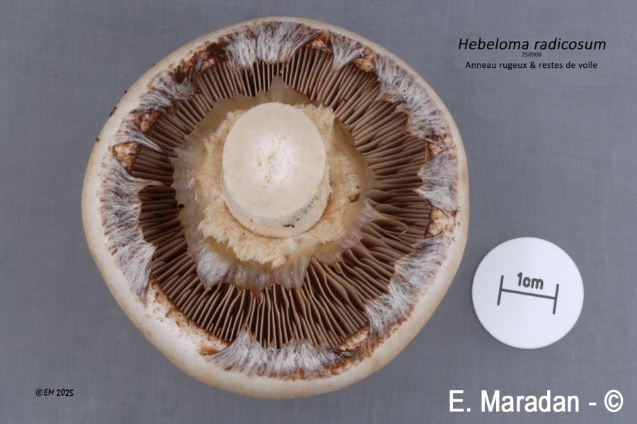 Hebeloma radicosum
