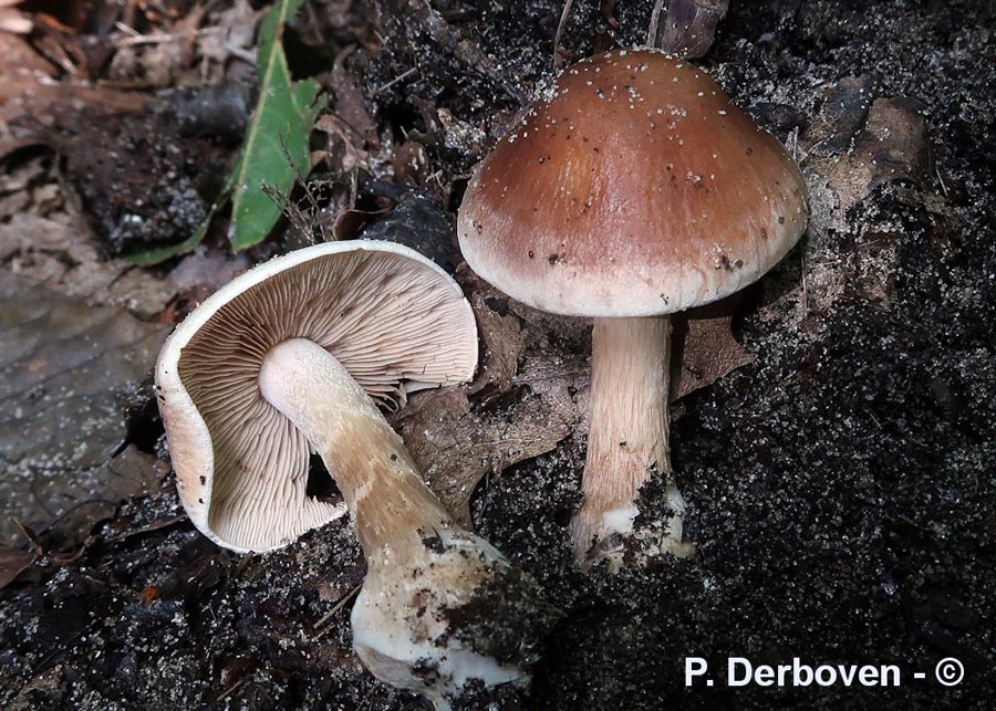 Hebeloma theobrominum