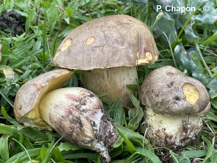 Boletus impolitus (Hemileccinum impolitum)