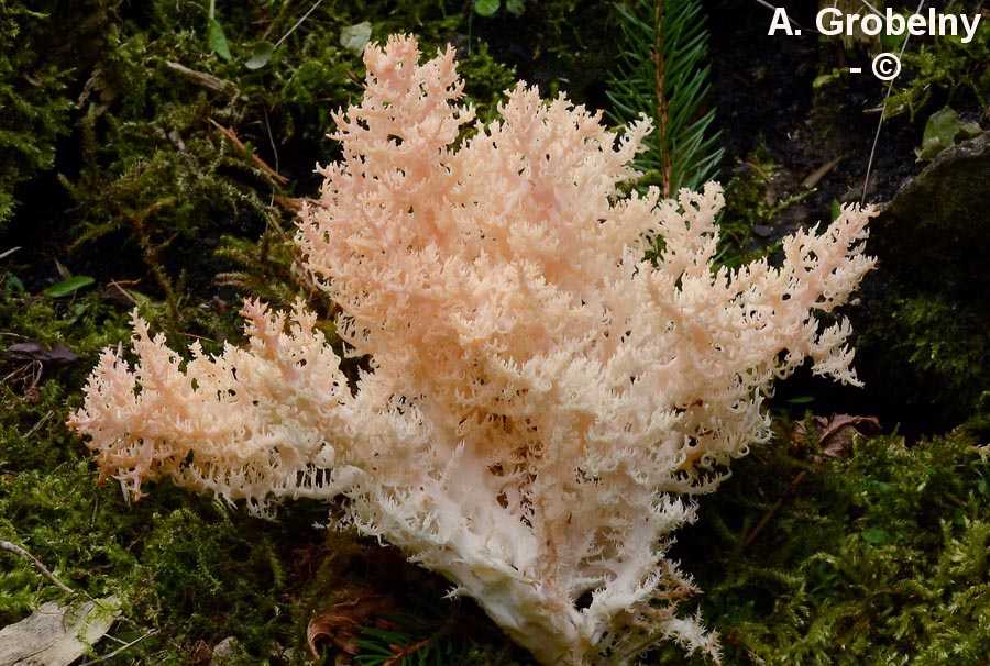 Hericium coralloides