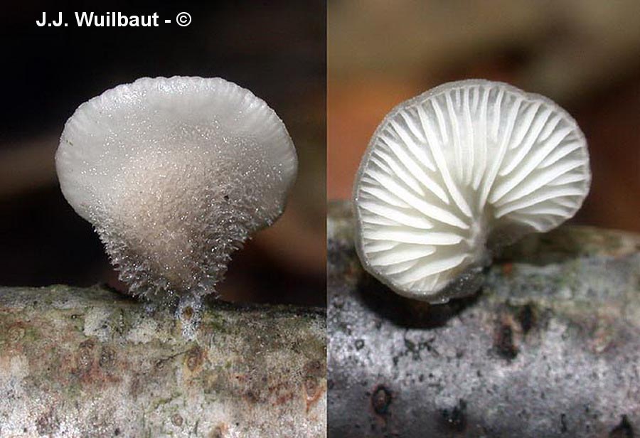 Hohenbuehelia fluxilis