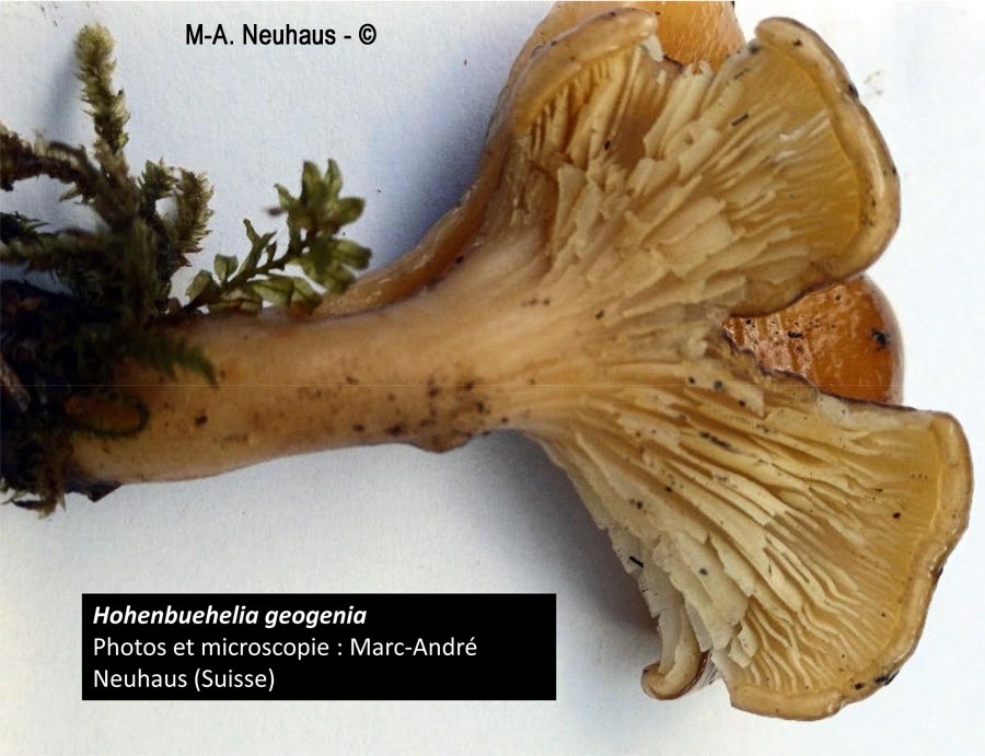 Hohenbuehelia geogenia