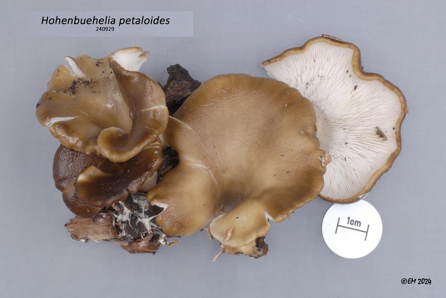 Hohenbuehelia petaloides (Hohenbuehelia geogenia)