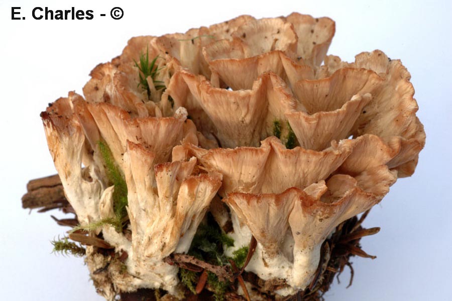 Hydnellum concrescens