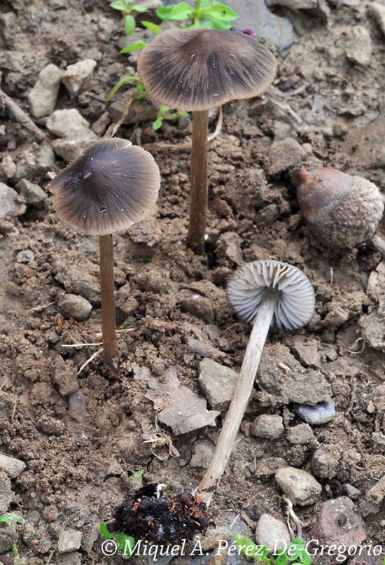 Hydropus scabripes var. quadrisporus