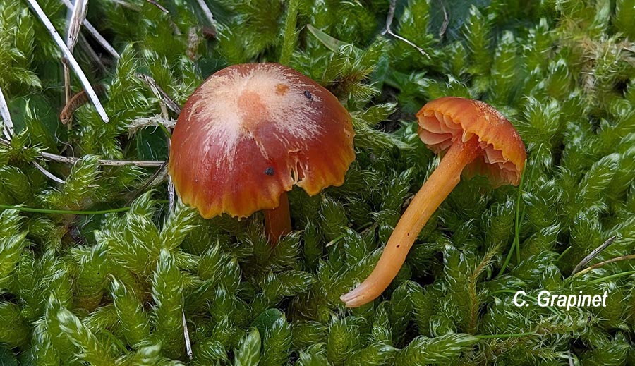 Hygrocybe amara