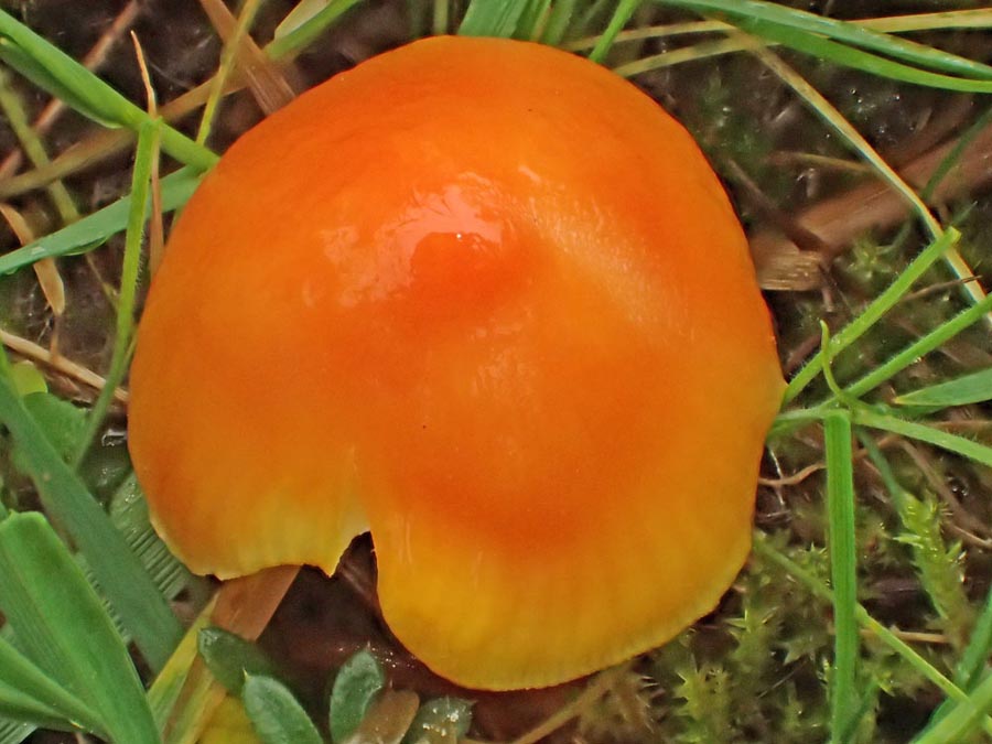 Hygrocybe aurantiolutescens