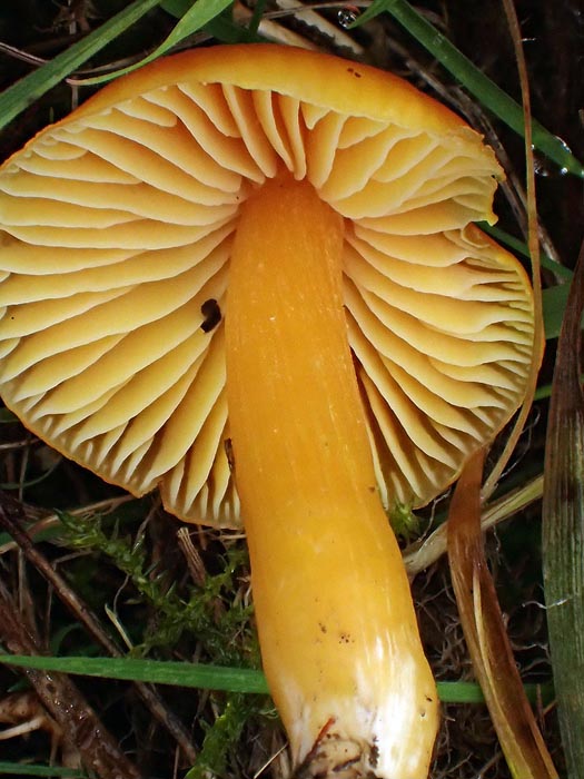 Hygrocybe aurantiolutescens