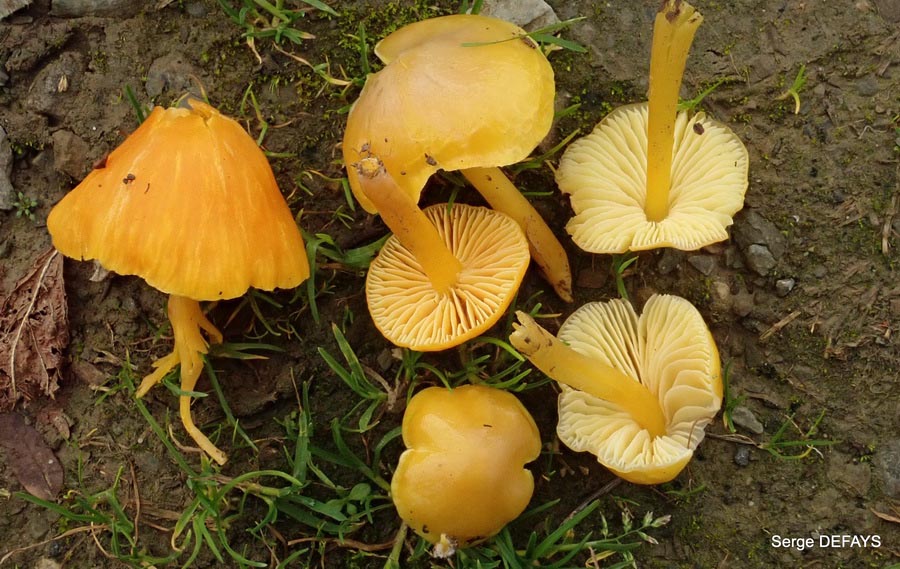 Hygrocybe chlorophana