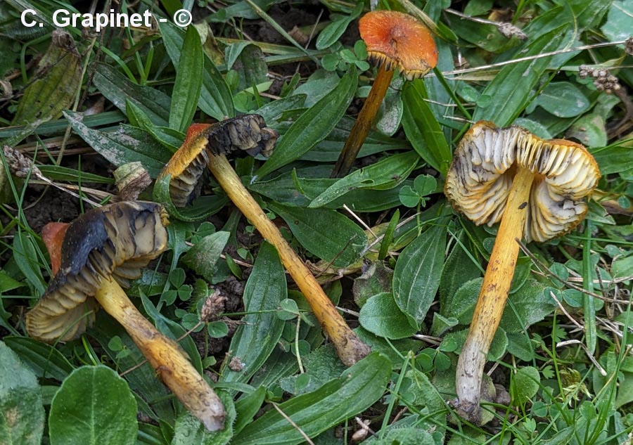 Hygrocybe conica