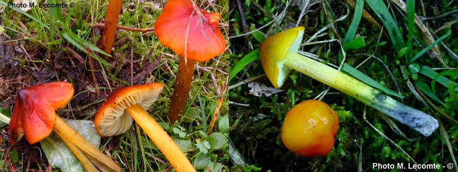 Hygrocybe conica