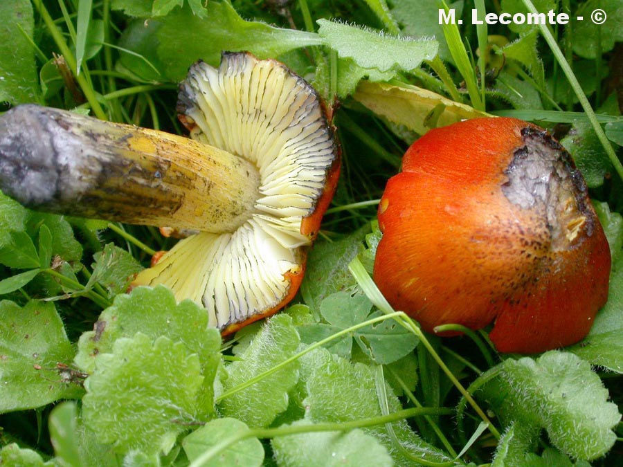 Hygrocybe conica