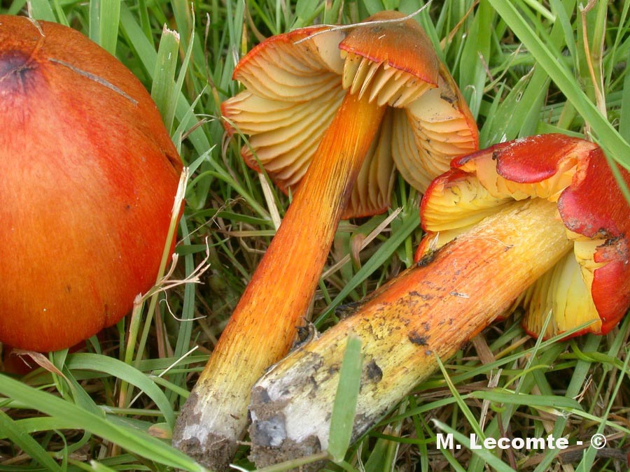 Hygrocybe conica