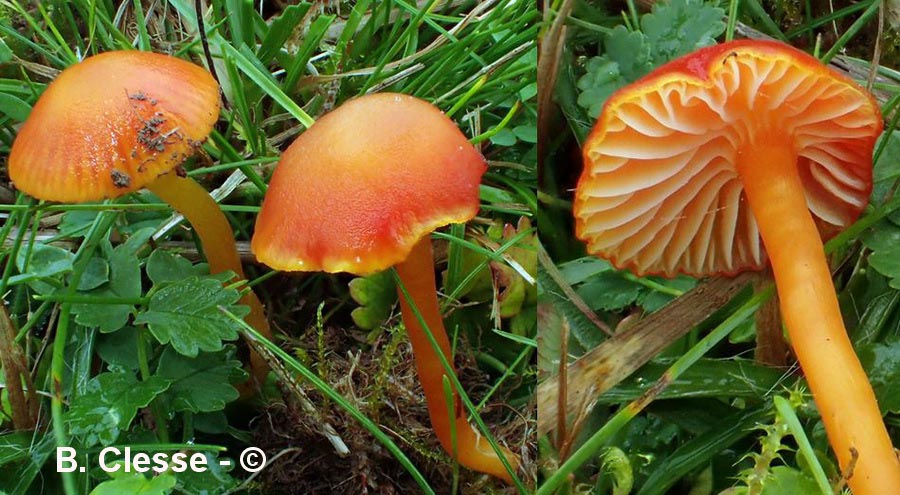 Hygrocybe insipida