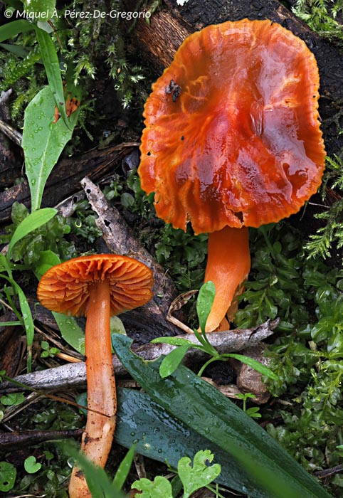 Hygrocybe perplexa