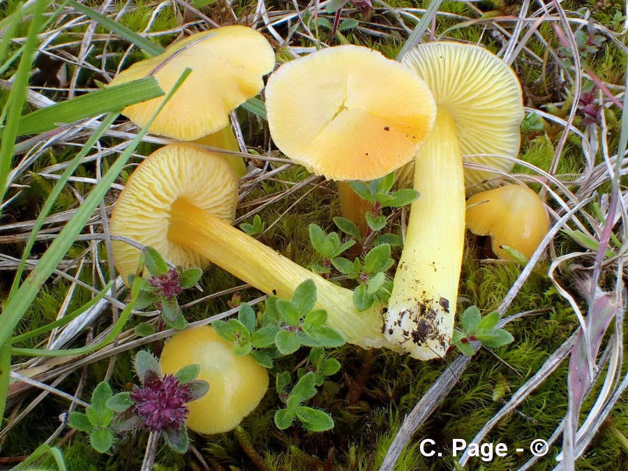 Hygrocybe persistens var. langei