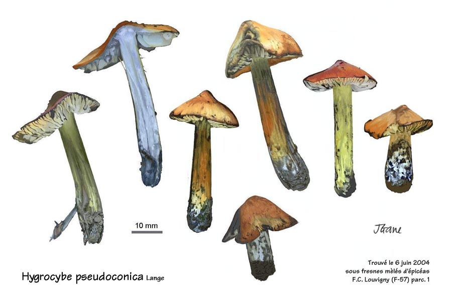 Hygrocybe pseudoconica