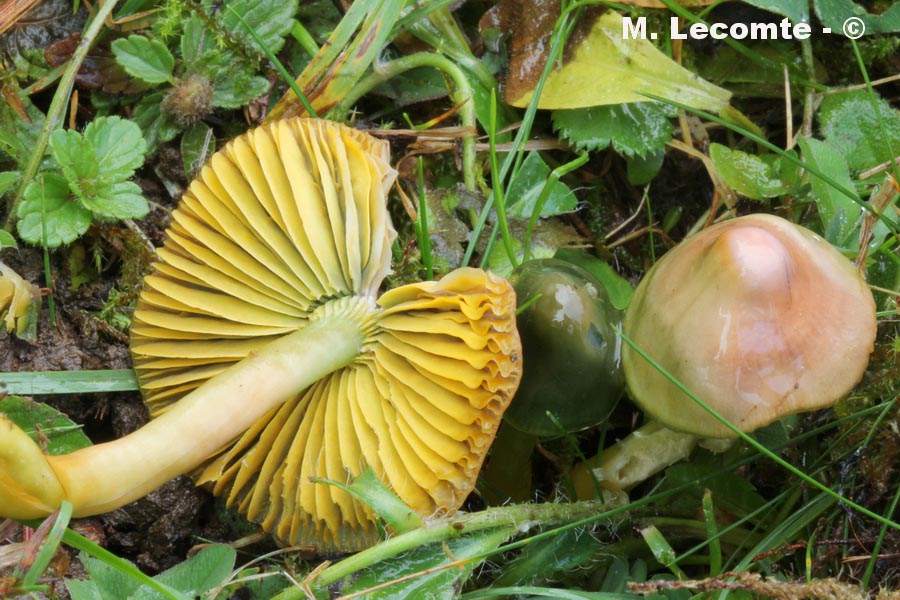 Gliophorus psittacinus (Hygrocybe psittacina)