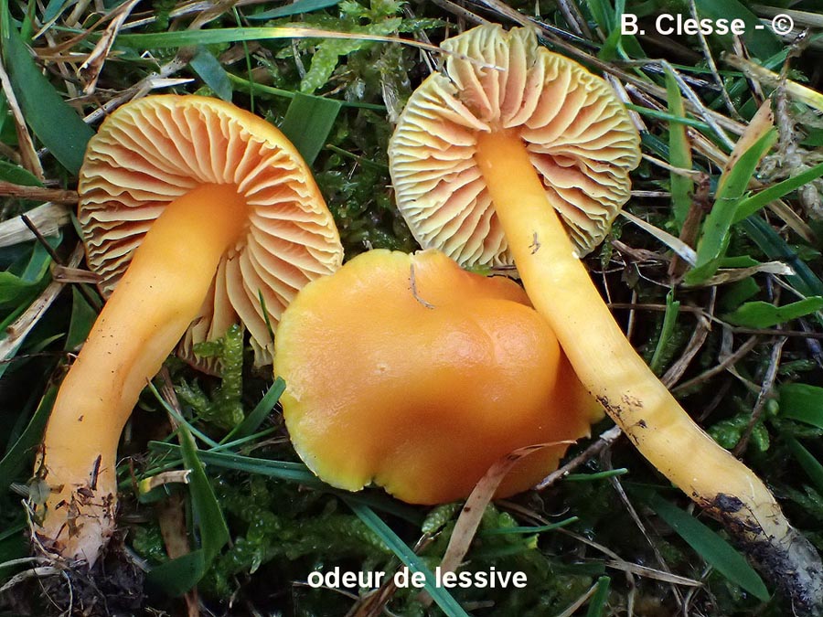 Hygrocybe quieta