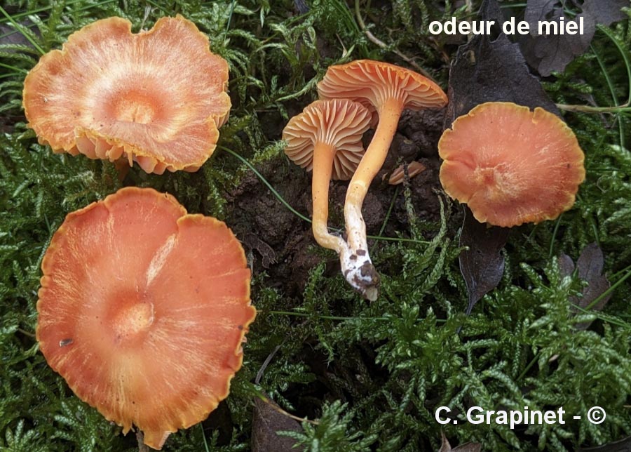 Hygrocybe redii