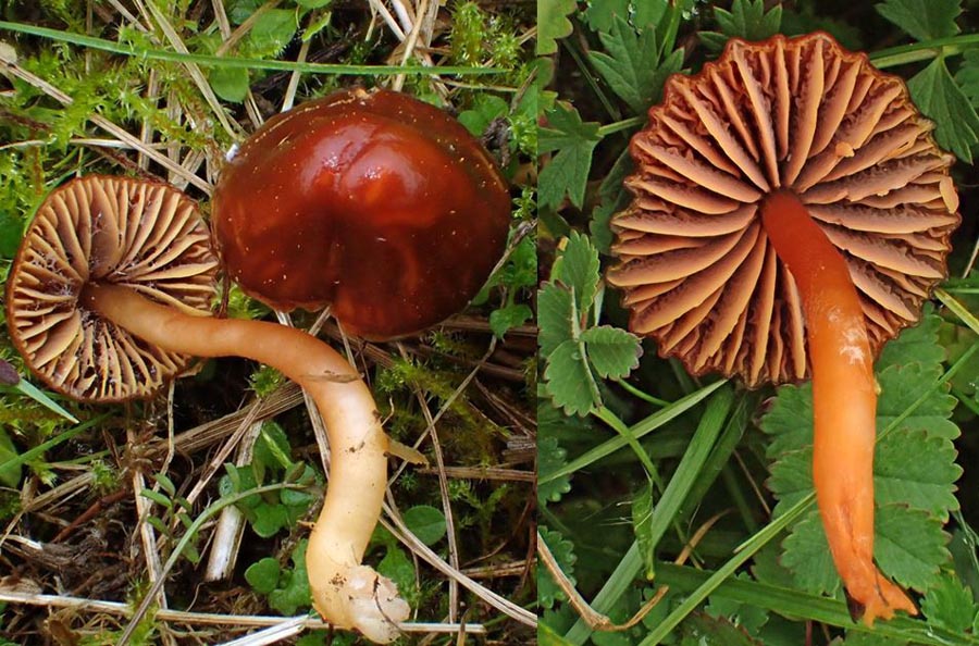 Hygrocybe sciophana