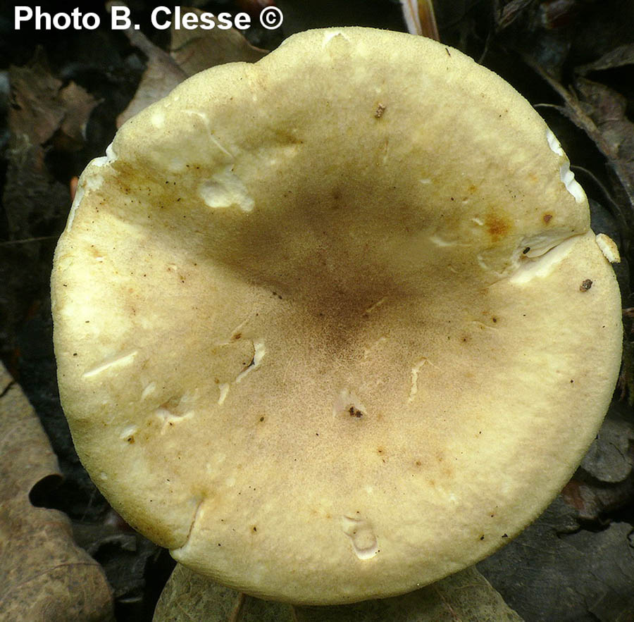 Hygrophoropsis pallida (Hygrophoropsis macrospora)