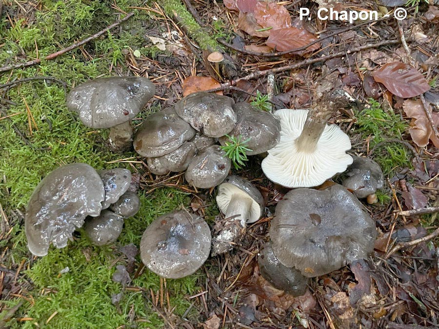 Hygrophorus atramentosus