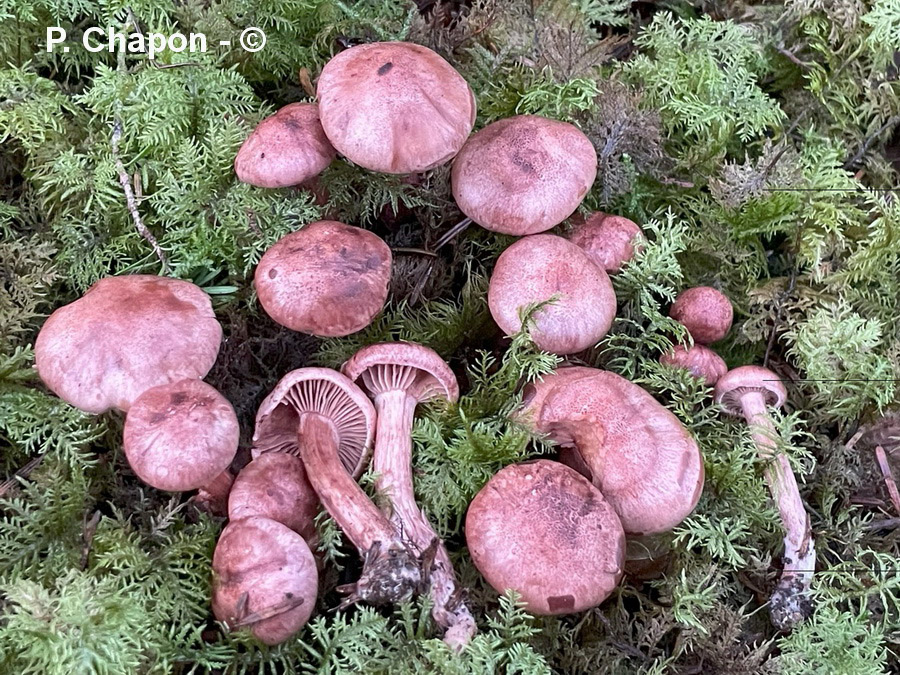 Hygrophorus capreolarius