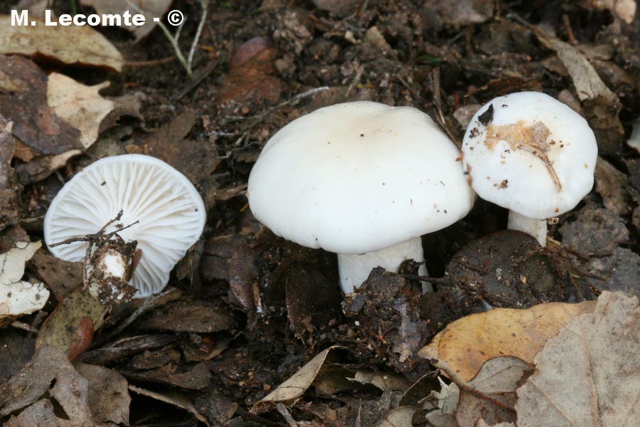 Hygrophorus cossus