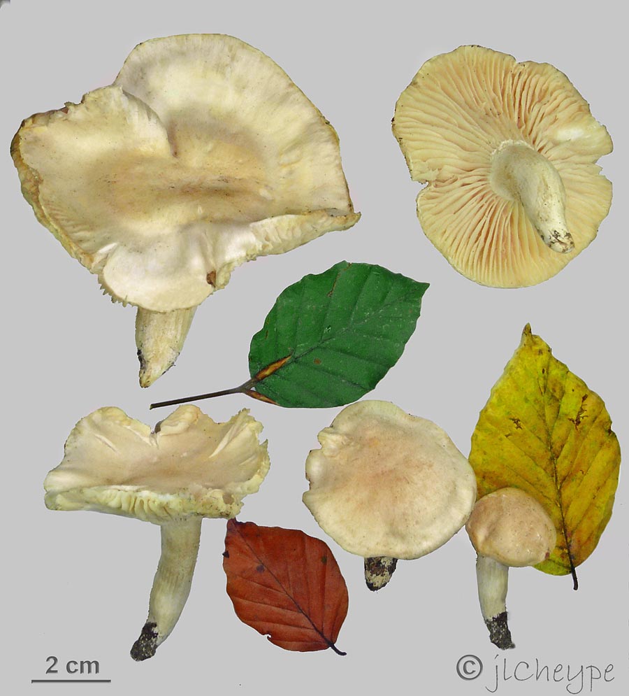 Hygrophorus fagi