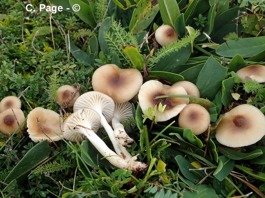 Hygrophorus niveus var. fuscescens