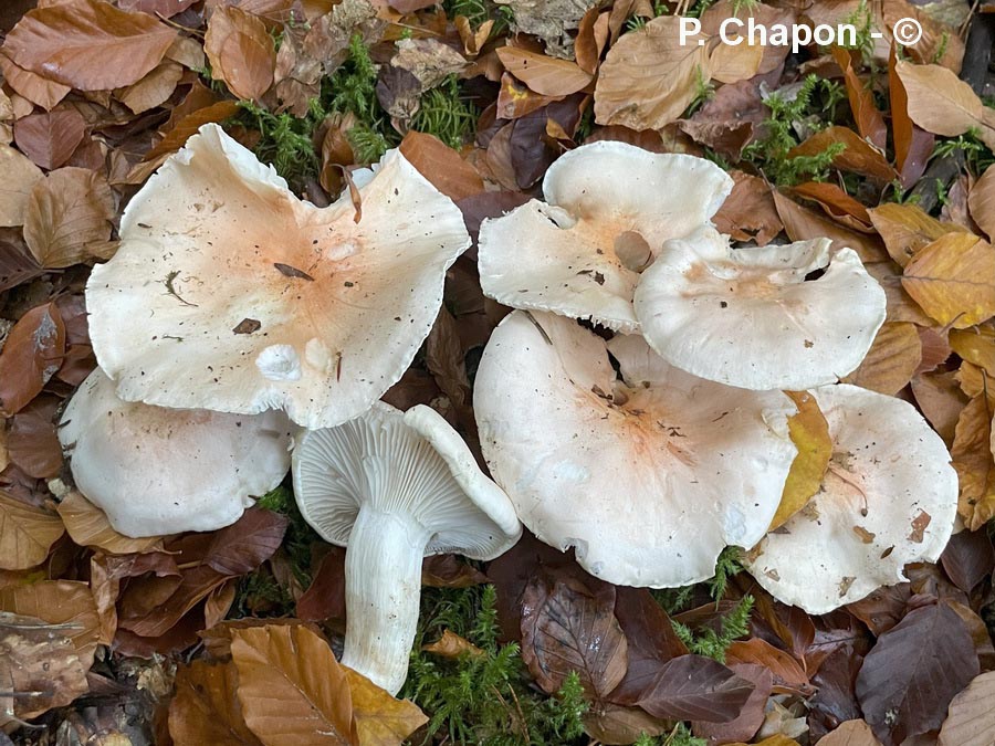 Hygrophorus poetarum