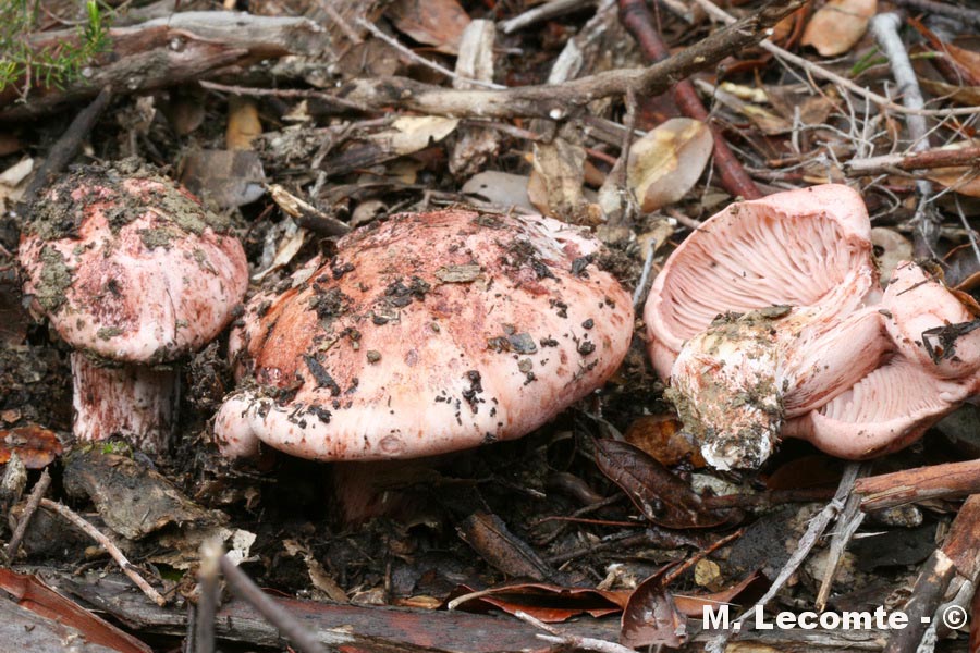Hygrophorus russula