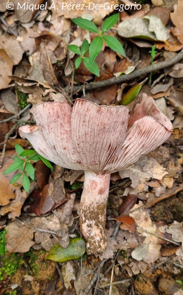 Hygrophorus russula