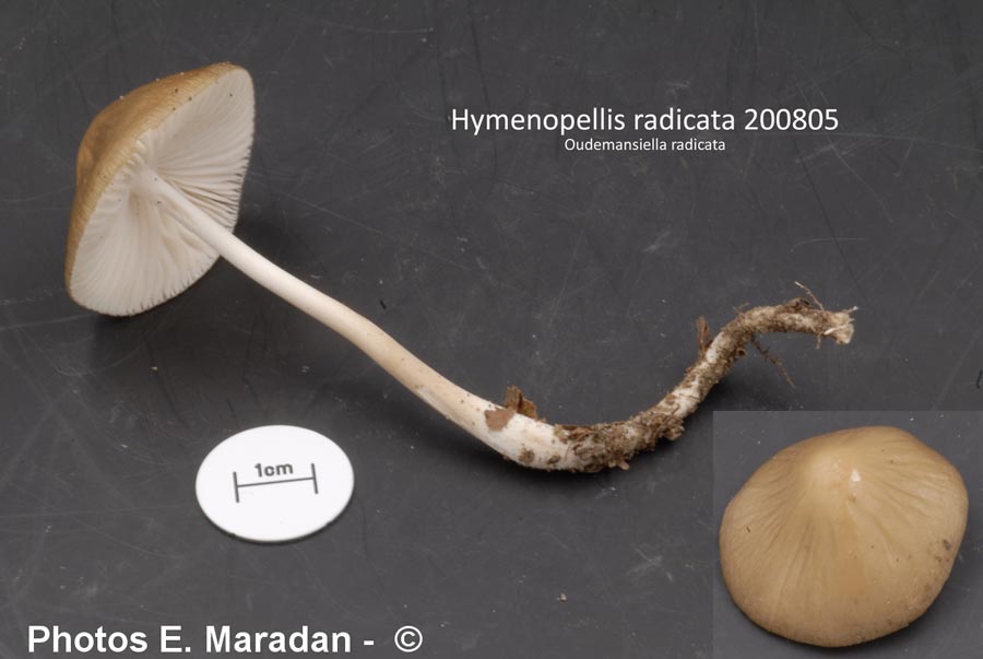 Xerula radicata (Hymenopellis radicata)