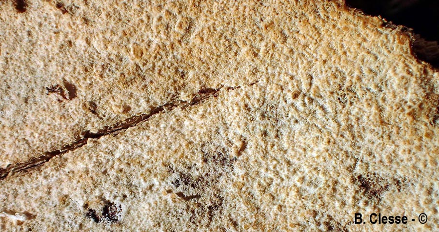 Hyphoderma setigerum (Peniophora setigera)
