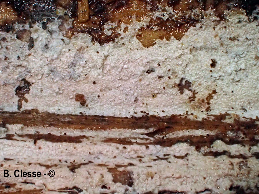 Hyphoderma setigerum (Peniophora setigera)