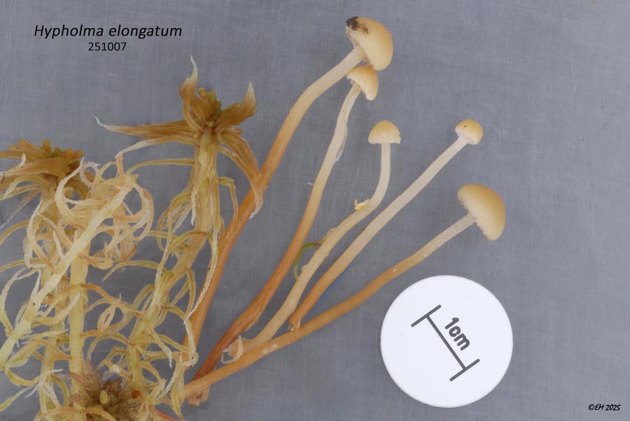 Hypholoma elongatum