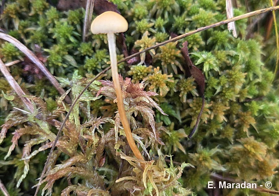 Hypholoma elongatum