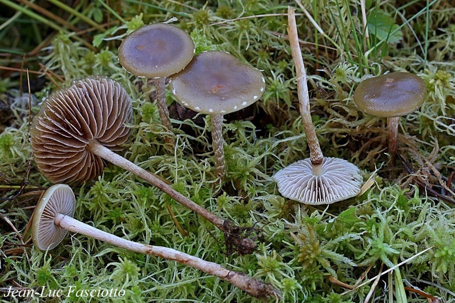 Phaeonematoloma myosotis (Hypholoma myosotis)