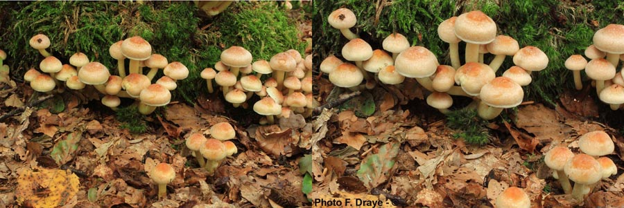 Hypholoma lateritium (Hypholoma sublateritium)