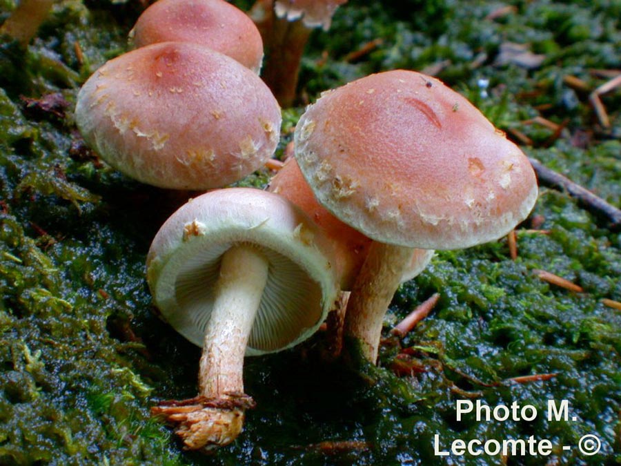 Hypholoma lateritium (Hypholoma sublateritium)