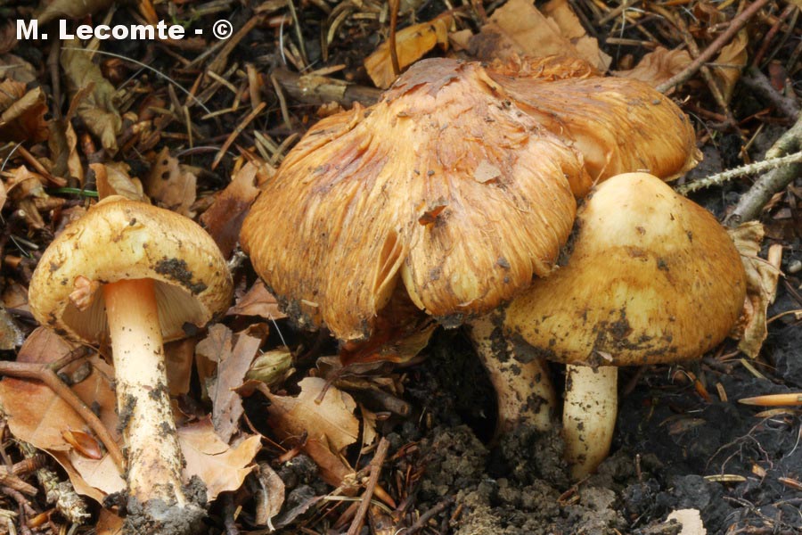 Inocybe bongardii