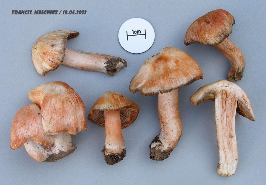 Inocybe erubescens