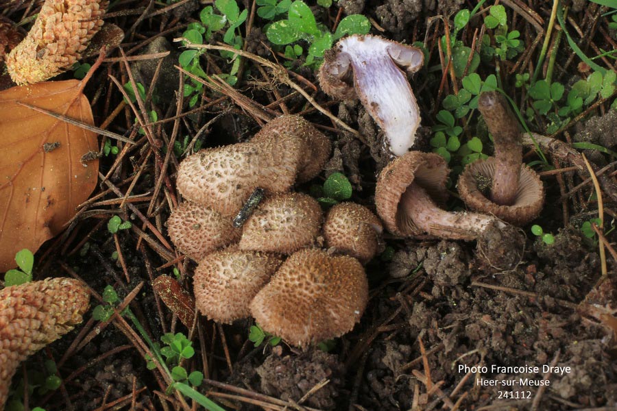 Inocybe obscuroides (Inocybe cincinnata)